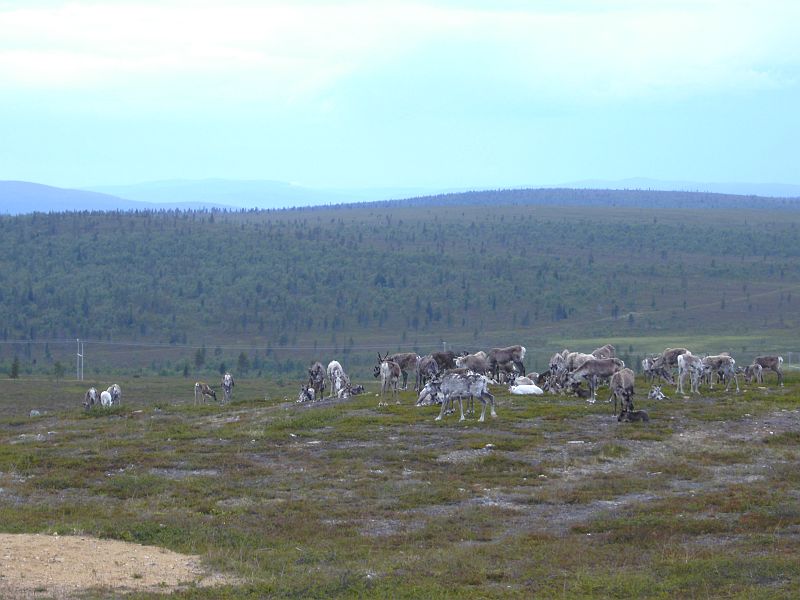 Nordkap 2009 141.jpg